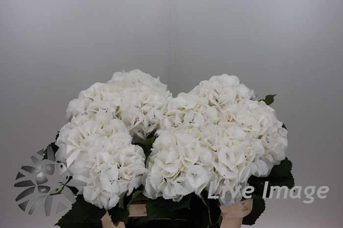 <h4>Hydrangea schneeball</h4>