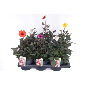 Dahlia Happy Days mix
