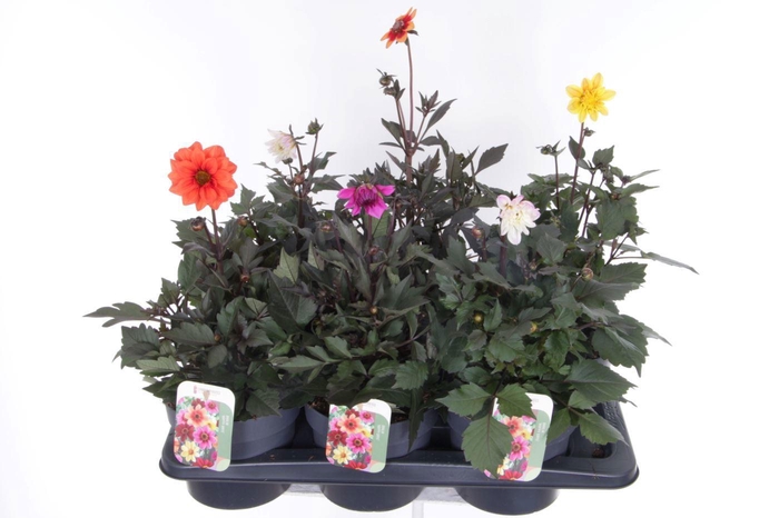 <h4>Dahlia Happy Days mix</h4>