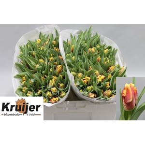 TU PA DEE JAY PARROT