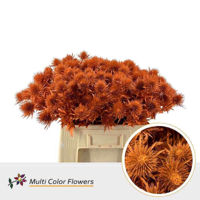 <h4>Eryngium Oranje</h4>