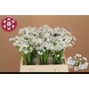 Allium Flocon