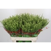 Lepidium Green Dragon