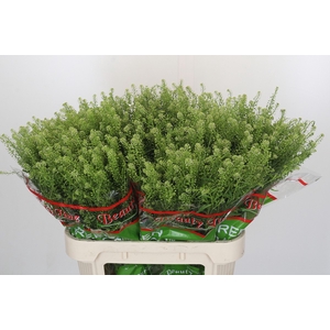 Lepidium Green Dragon