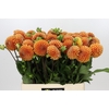 Dahlia Cornel Bronze
