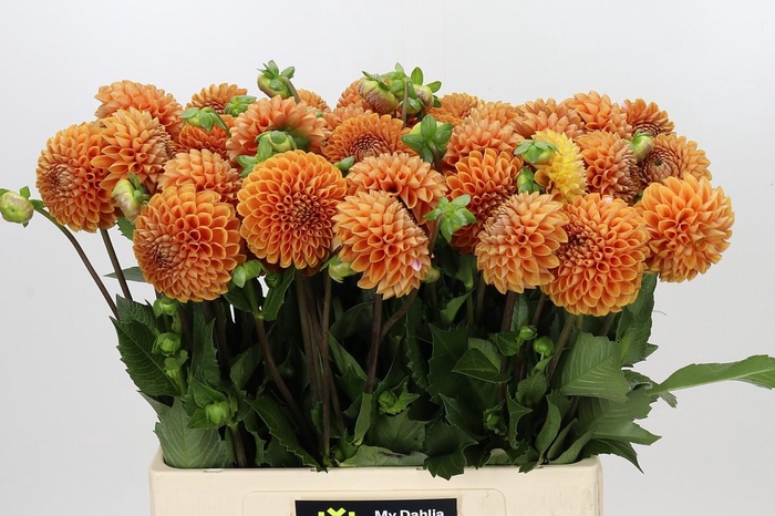 <h4>Dahlia Cornel Bronze</h4>