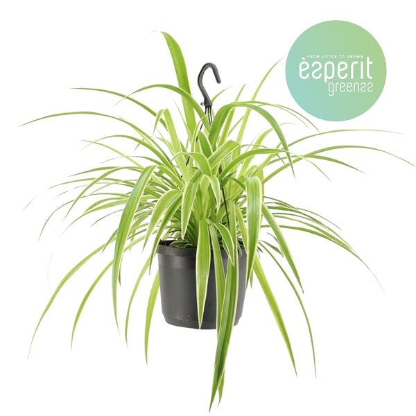 <h4>Chlorophytum Com. Variegatum hangpot</h4>