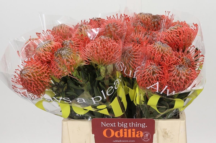 Nutans Ayoba Pink Guava