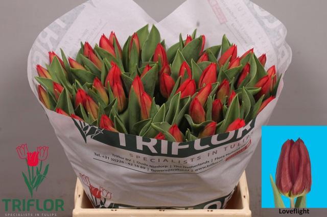 <h4>TU EN LOVEFLIGHT</h4>