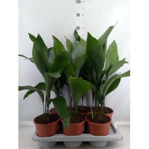 Aspidistra elat.