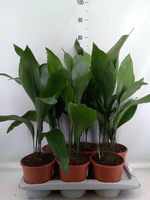 <h4>Aspidistra elat.</h4>