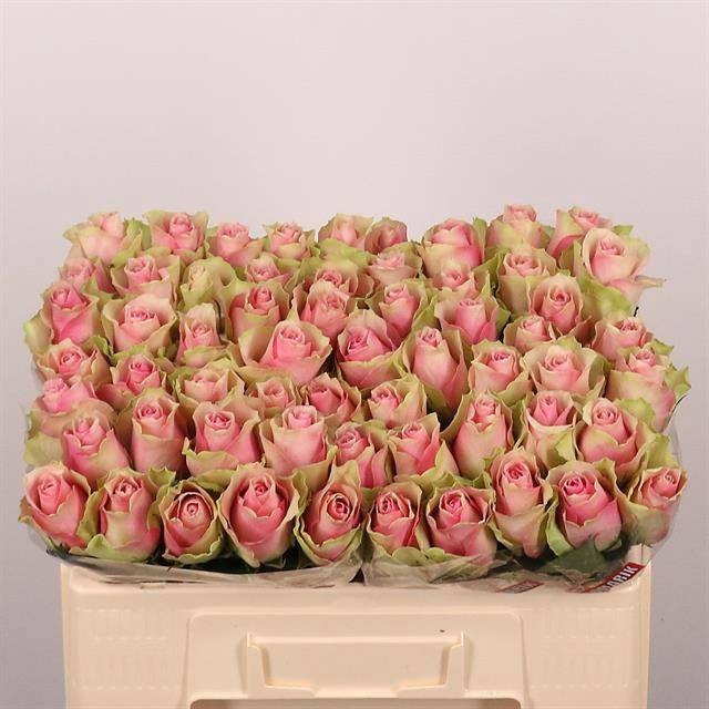 <h4>R GR BELLE ROSE</h4>