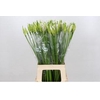 Nerine Biancaneve