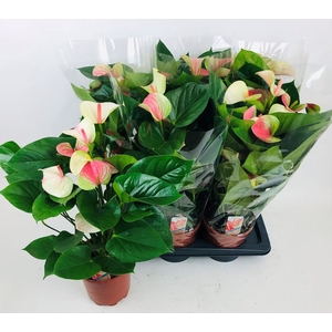 ANTHU AN FANTASY LOV