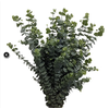FOLHAGEM EUCAFLOR