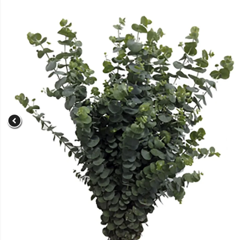 FOLHAGEM EUCAFLOR