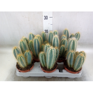 Pilosocereus pachycladus