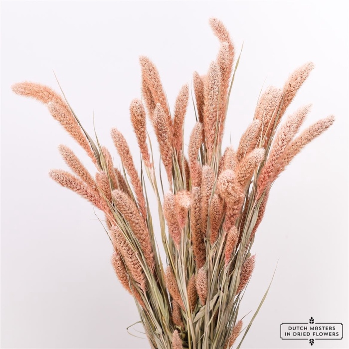 Dried Setaria X5 Frosted L Pink Bunch