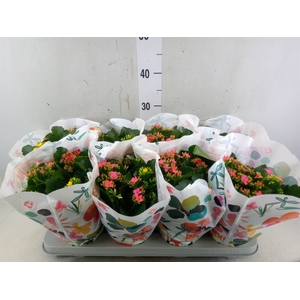 Kalanchoe blos.   ..mix in pot