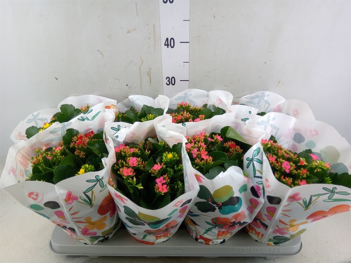 <h4>Kalanchoe blos.   ..mix in pot</h4>