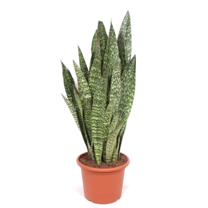 Sansevieria Jiboia