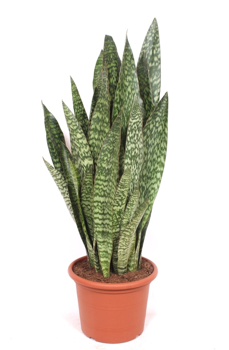 <h4>Sansevieria Jiboia</h4>