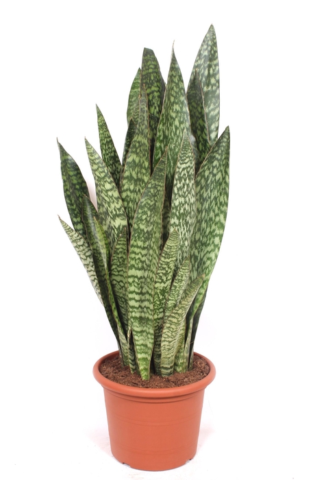 <h4>Sansevieria Jiboia</h4>