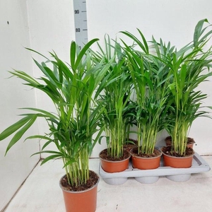 DYPSIS LUTESCENS