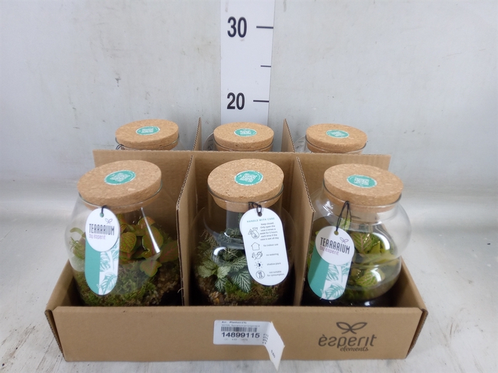 <h4>Arr.   Planten L%</h4>
