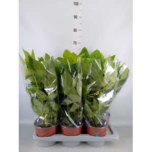 Fatsia japonica   ...