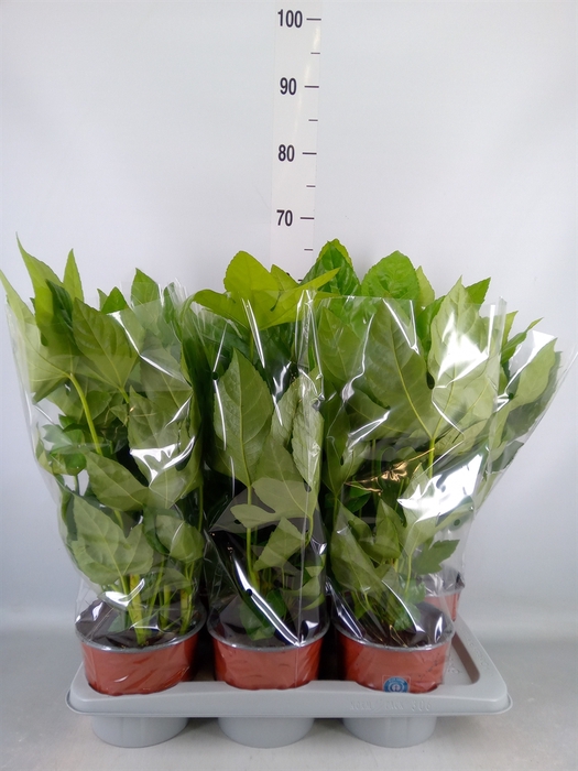 <h4>Fatsia japonica   ...</h4>