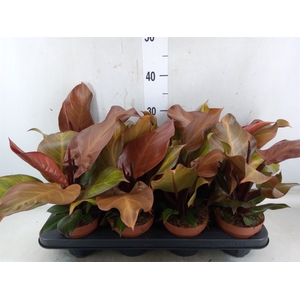 Philodendron  'Sunlight'