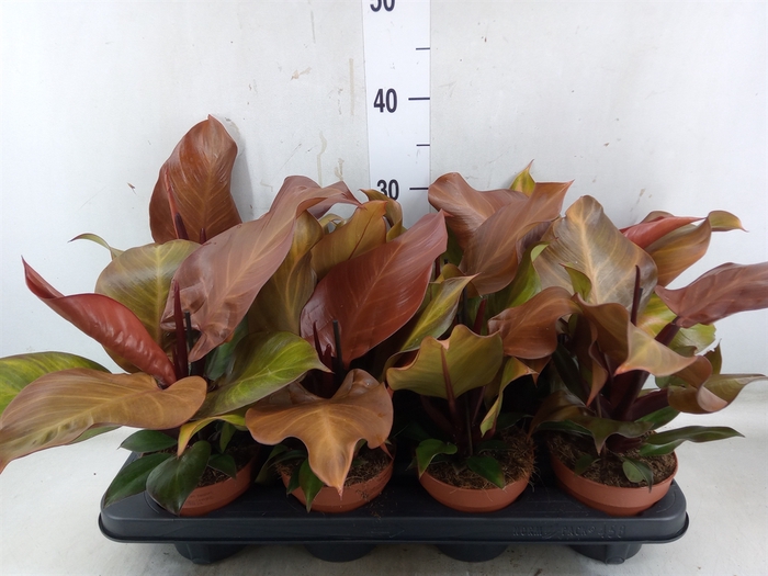 <h4>Philodendron  'Sunlight'</h4>