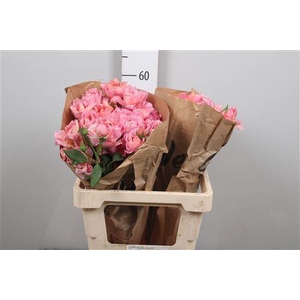 R Tr Julietta Pretty