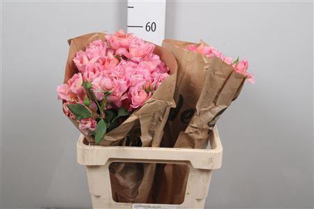 <h4>R Tr Julietta Pretty</h4>