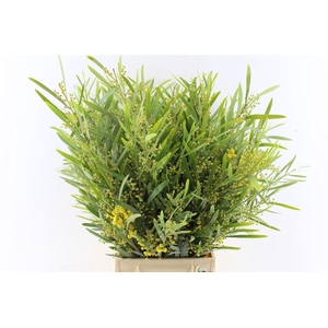 Acacia Mimosa Floribunda