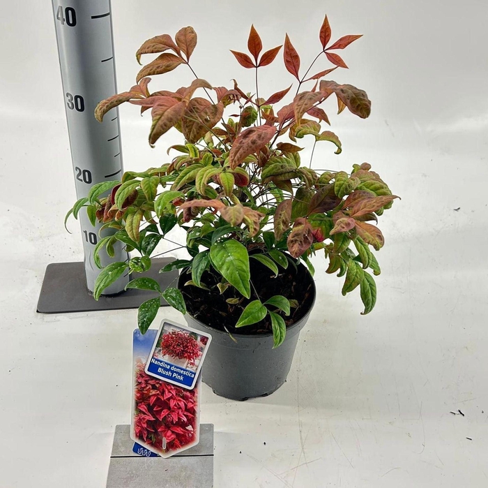 Nandina Blush Pink