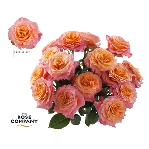 Rosa Ec Free Spirit