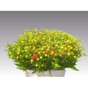 <h4>HELEN AUTUMN FIRE</h4>