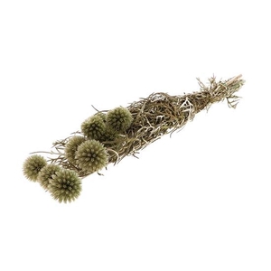 Bunch Echinops Pres. D5/8 10pcs L55