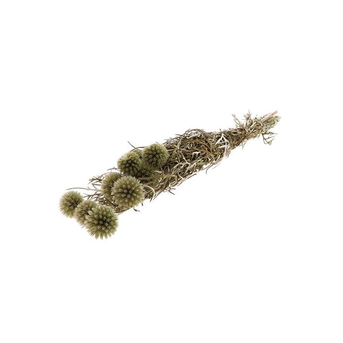 <h4>Bunch Echinops Pres. D5/8 10pcs L55</h4>