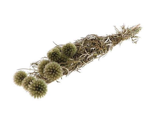 Bunch Echinops Pres. D5/8 10pcs L55