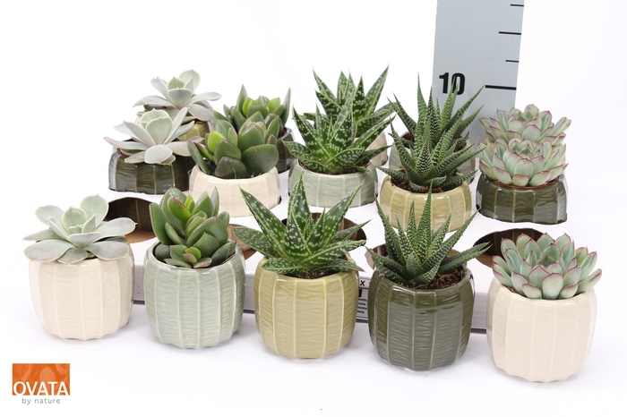 <h4>SUCC GEM 5 SRT</h4>