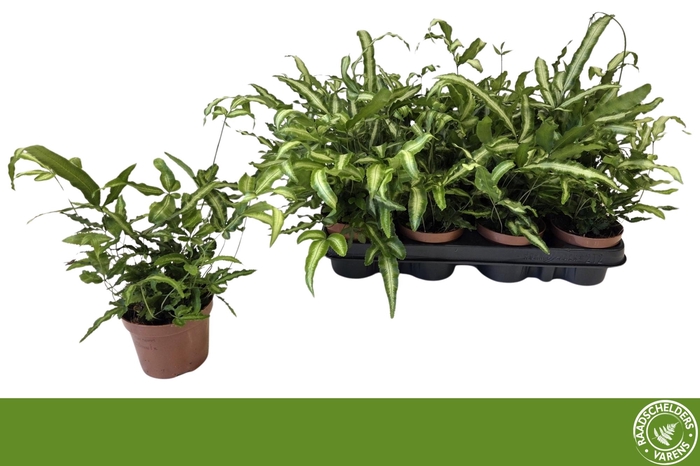 <h4>PTERIS ALBOLINEATA</h4>