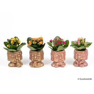 KALANCHOE BLOSSFELDIANA  p6