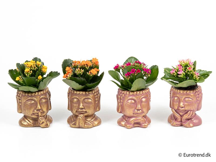 <h4>KALANCHOE BLOSSFELDIANA 'MINI'</h4>