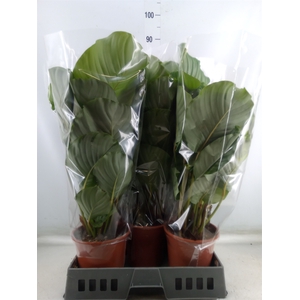 Calathea orbifolia