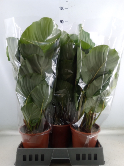 <h4>Calathea orbifolia</h4>