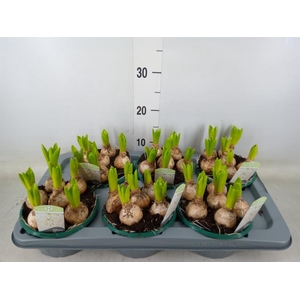 Hyacinthus orie. 'Pearl White'