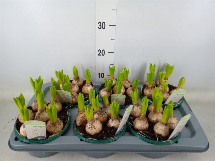 <h4>Hyacinthus orie. 'Pearl White'</h4>